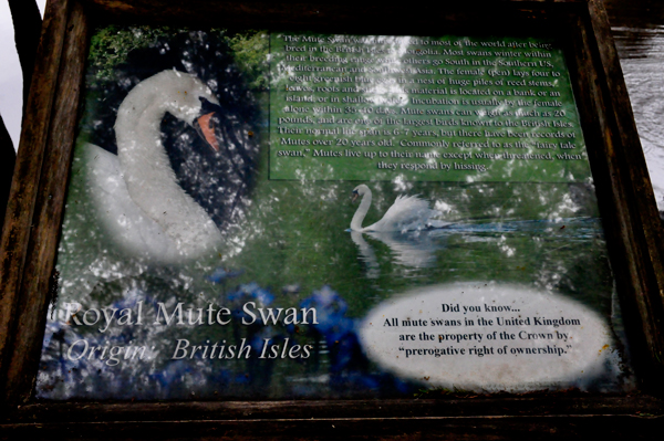 Royal White Mute Swan sign